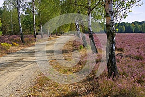 Heath landscape with flowering Heather and path