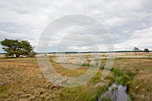 Heath landscape at Hoge Veluwe, Netherlands