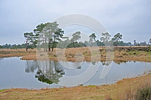 Heath landscape with pine trees along a lake in the flemish countryside