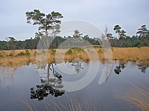Heath landscape with pine trees along a lake in the flemish countryside