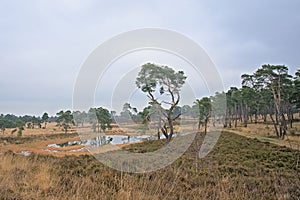 Heath landscape with pine trees along a pool of water in the flemish countryside