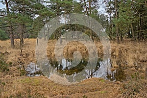 Heath landscape with pine trees along a pool of water in the flemish countryside