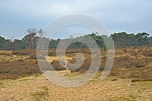 Heath landscape with pine trees on a hazy winter day
