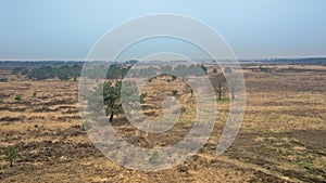 Heath landscape with pine trees on a hazy winter day