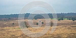 Heath landscape with pine trees on a hazy winter day