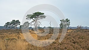 Heath landscape with pine trees on a hazy winter day