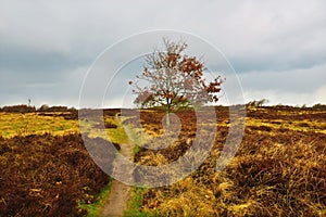 Heath landscape with tree mystic light