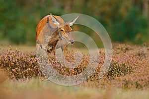 Heath Moorland, autumn animal behaviour. Hind doe of red deer, rutting season, Hoge Veluwe, Netherlands. Deer stag, bellow adult