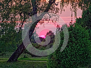 Heath nature with bent birch tree by dusk and pinkish glowing sky