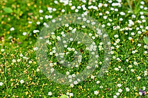 Heath pearlwort lawn or Sagina subulata