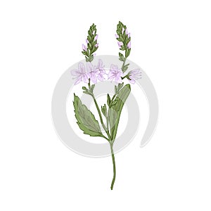 Heath speedwell flower. Botanical drawing of Veronica officinalis. Realistic wild floral plant. Field herb in retro