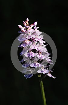 Heath Spotted Orchid, Dactylorhiza maculata photo