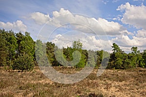 Heath wilderness landscape with dry grass and pine forest, Kalmthout, flanders, Belgium