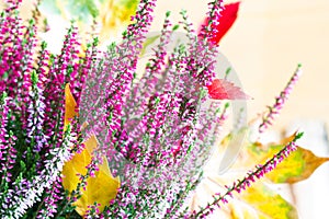 Heather and autumn leaves abstract floral still life