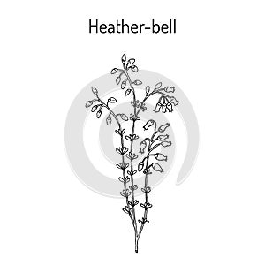 Heather-bell Erica cinerea , medicinal, ornamental and honey plant