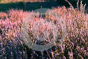 Heather in bloom photo