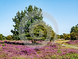 Heather in bloom in nature reserve Zuiderheide heathland near Hilversum, Netherlands photo