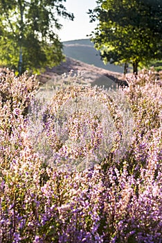 Heather in bloom photo