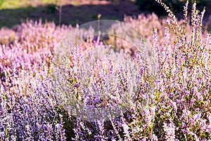 Heather in bloom photo