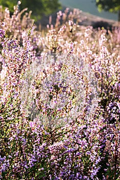 Heather in bloom photo