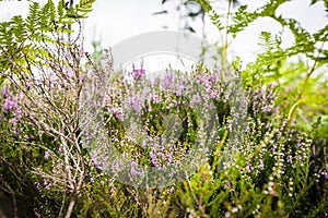 Heather in blooming violet colors