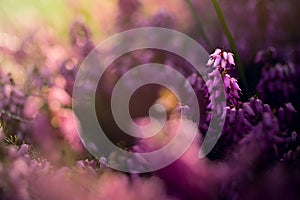 heather blossom in big lilac heather bush in sunny light mood