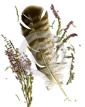 Heather bouquet and falcon plume