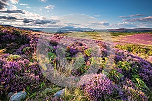 Heather and Bracken on Simonside Hills