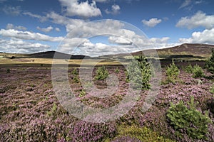 Heather on the Braes of Abernethy in Scotland.