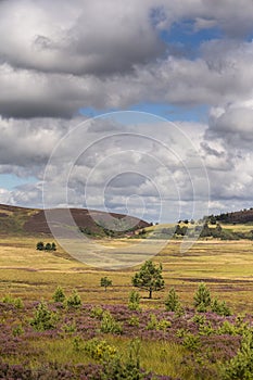 Heather on the Braes of Abernethy in Scotland.