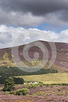 Heather on the Braes of Abernethy in Scotland.