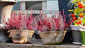 Heather Calluna blossom pink flower in a clay pot close-up. Gorgeous autumn flower is a popular garden decoration. Blooming