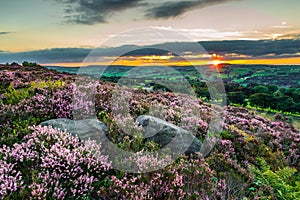 Heather Calluna vulgaris