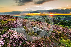 Heather Calluna vulgaris