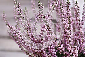 Heather (Calluna vulgaris)