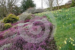 Heather or Calluna vulgaris and Daffodils or Narcissi at Holehird Gardens near Windermere, Lake District, Cumbria, England, UK