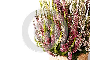 Heather Calluna vulgaris or Erica gracilis flowers