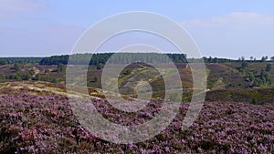 Heather on Cannock Chase, England