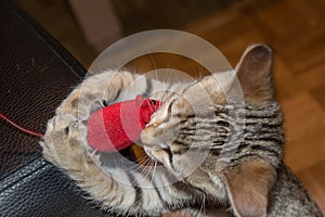 Heather cat playing mouse and cat