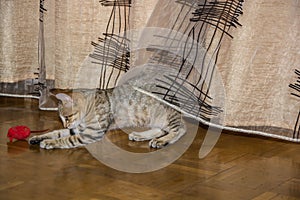 Heather cat playing mouse and cat in the foreground