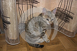 Heather cat posing, sitting