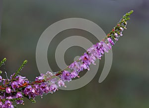Heather with dew drops