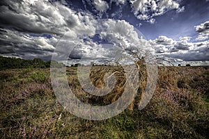 Heather and dried shrubs