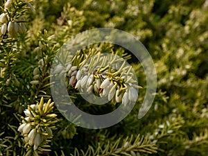 Heather (Erica carnea) \'Golden Starlet\' with lime-green foliage flowering with pure white flowers photo