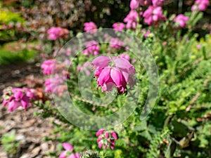 Heather (Erica x watsonii) 'Mary' with needle-like leaves flowering with racemes of urn-shaped lilac-purple