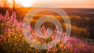 Heather field, spring flowers on a green meadow with contoured sunlight, beautiful wallpaper with bokeh, springtime, AI Generated