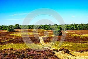 Heather Fields with blooming Purple Calluna Heathers on the Elspeedse Heide