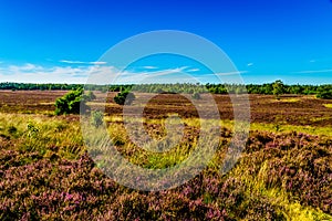 Heather Fields with blooming Purple Calluna Heathers on the Elspeedse Heide