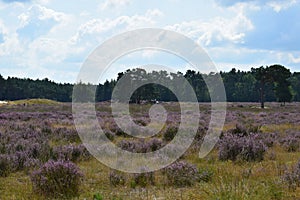 Heather fields and sand dunes alternate with great regularity.