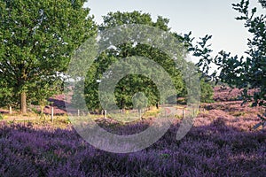 The heather fields in the Veluwe National Park during sunset